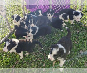 Border Collie Puppy for Sale in NORBORNE, Missouri USA