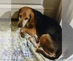 Small #9 Beagle