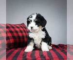 Small Photo #6 Miniature Bernedoodle Puppy For Sale in DALTON, OH, USA