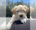 Small #1 Maltese Mix