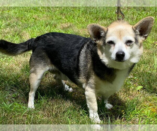 Medium Photo #2 Chihuahua-Unknown Mix Puppy For Sale in Cookeville, TN, USA