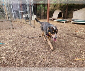 Mutt Dogs for adoption in Paso Robles, CA, USA