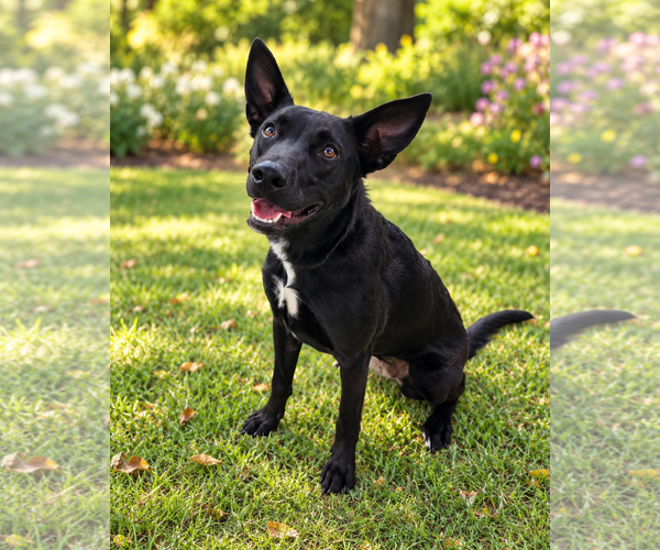 Medium Photo #2 Shepradors Puppy For Sale in McKinney, TX, USA