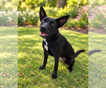 Small Photo #2 Shepradors Puppy For Sale in McKinney, TX, USA