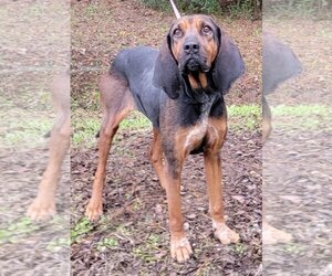 Bloodhound-Coonhound Mix Dogs for adoption in Wetumpka, AL, USA