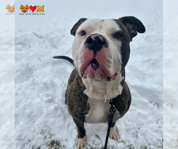 Medium Photo #1 American Bulldog-Unknown Mix Puppy For Sale in Center Township, PA, USA