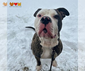 American Bulldog-Unknown Mix Dogs for adoption in Center Township, PA, USA