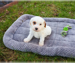 Small #9 Cavapoo (Miniature)