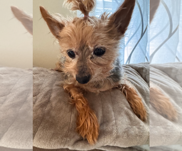 Medium Photo #3 Mutt Puppy For Sale in Holly Springs, NC, USA