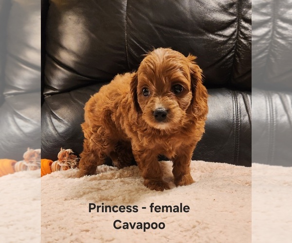 Medium Photo #2 Cavapoo (Miniature) Puppy For Sale in CLARKRANGE, TN, USA