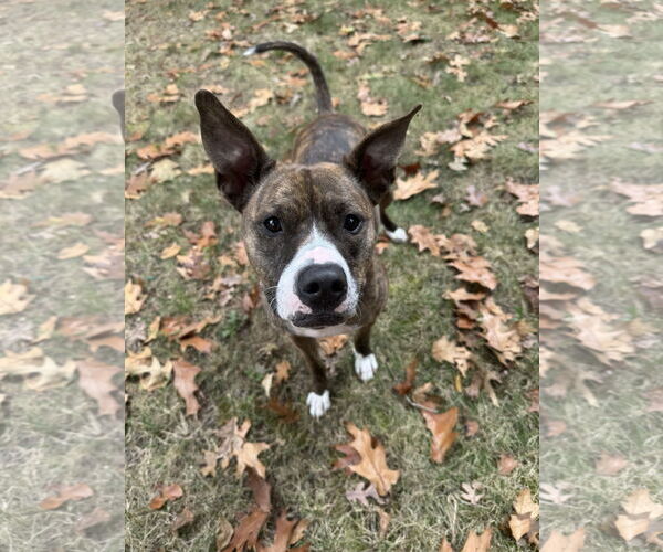 Medium Photo #3 American Pit Bull Terrier Puppy For Sale in Rockville, MD, USA