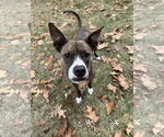 Small #2 American Pit Bull Terrier