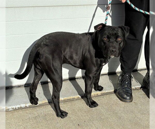 Medium Photo #1 Mutt Puppy For Sale in Louisville, KY, USA