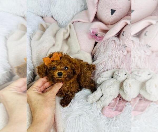 Medium Photo #2 Poodle (Toy) Puppy For Sale in THONOTOSASSA, FL, USA