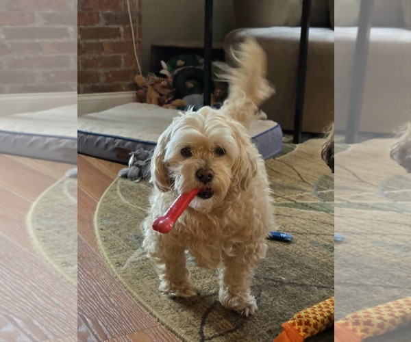 Medium Photo #6 Shih-Poo Puppy For Sale in Rochester, NY, USA