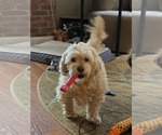 Small #5 Shih-Poo