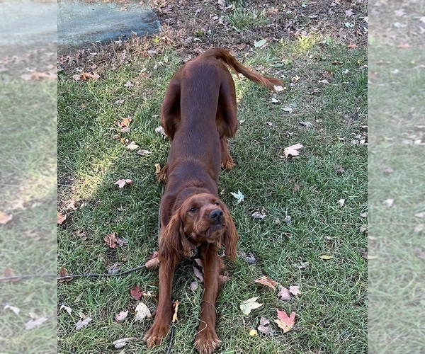 Medium Photo #1 Irish Setter Puppy For Sale in SOUTH HAVEN, MI, USA