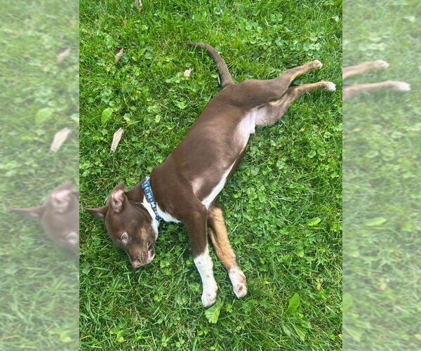 Medium Photo #3 American Pit Bull Terrier-Unknown Mix Puppy For Sale in Germantown, OH, USA