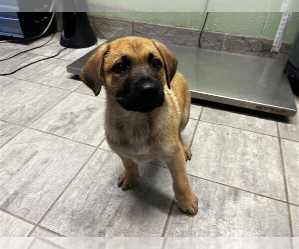 Medium Photo #1 German Shepherd Dog-Unknown Mix Puppy For Sale in Grand Prairie, TX, USA