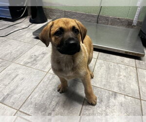 German Shepherd Dog-Unknown Mix Dogs for adoption in Grand Prairie, TX, USA