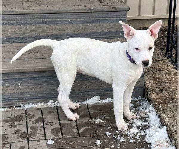Medium Photo #2 Unknown-white german shepherd Mix Puppy For Sale in Hoffman Estates, IL, USA