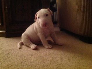 Bull Terrier Puppy for sale in FORISTELL, MO, USA