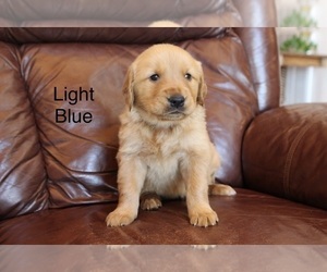 Golden Retriever Puppy for Sale in GREENEVILLE, Tennessee USA