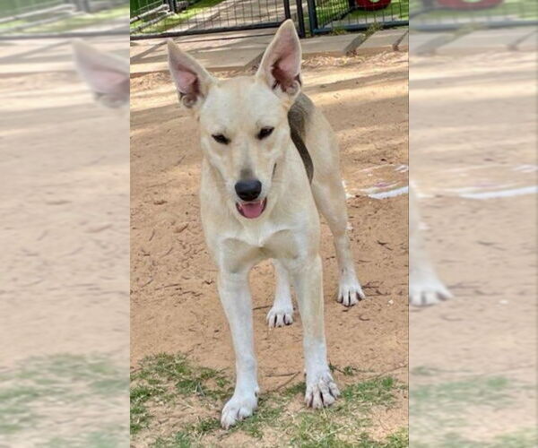 Medium Photo #13 German Shepherd Dog-Unknown Mix Puppy For Sale in Winston Salem, NC, USA