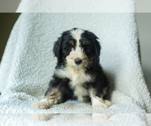 Medium Aussiedoodle-Bernedoodle Mix