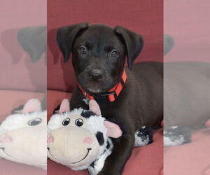 Border Collie-Unknown Mix Dogs for adoption in Lakewood, CO, USA