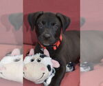 Small Border Collie Mix
