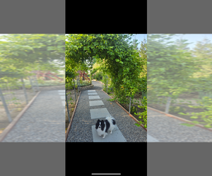 Mother of the Pomeranian puppies born on 10/22/2025