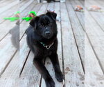 Small Siberian Husky Mix