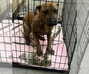 American Pit Bull Terrier-Unknown Mix Dogs for adoption in Texas City, TX, USA