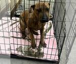 Small American Pit Bull Terrier Mix