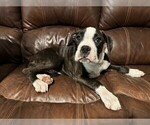 Puppy Eden Boxer
