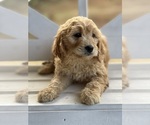 Puppy 4 Goldendoodle (Miniature)