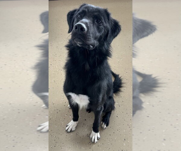Medium Photo #7 Labrador Retriever-Unknown Mix Puppy For Sale in Mundelein, IL, USA