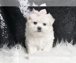 Small #3 Maltese