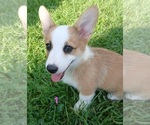Small #7 Pembroke Welsh Corgi