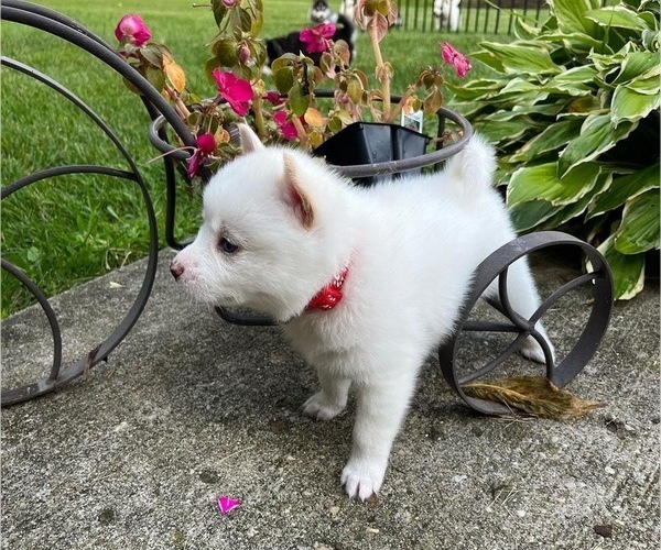 Medium Photo #11 Pomsky Puppy For Sale in WOODSTOCK, IL, USA
