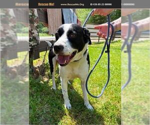 Bluetick Coonhound Dogs for adoption in Benton, PA, USA