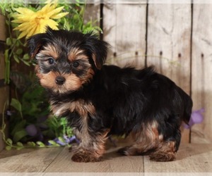 Yorkshire Terrier Puppy for sale in MOUNT VERNON, OH, USA