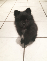Pomeranian Puppy for sale in BROCKTON, MA, USA