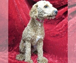 Father of the Goldendoodle (Miniature) puppies born on 03/03/2022