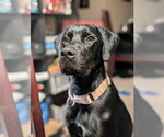 Small Photo #3 Great Dane-Labrador Retriever Mix Puppy For Sale in Vaughan, Ontario, Canada