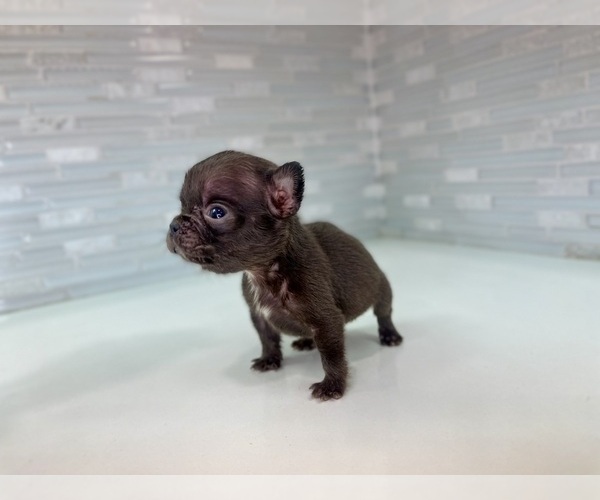 Medium Photo #2 French Bulldog Puppy For Sale in EASTVALE, CA, USA