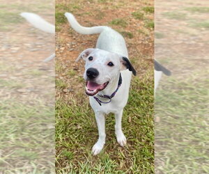 Lena - Female Labmatian Dog for Adoption - Photo #2