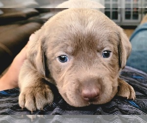 Labrador Retriever Puppy for sale in HEMET, CA, USA