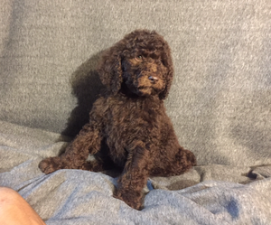 Labradoodle Puppy for sale in BLANCA, CO, USA